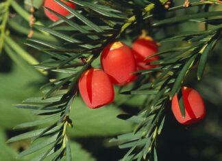 Close up of red yew tree berries on green needles in natural light