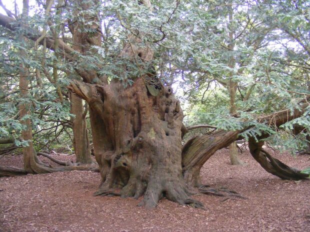 Ancient yew tree with thick trunk and dense foliage in forest setting