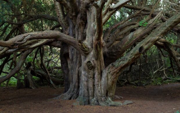 Ancient Yew tree with twisted branches in a dense forest setting