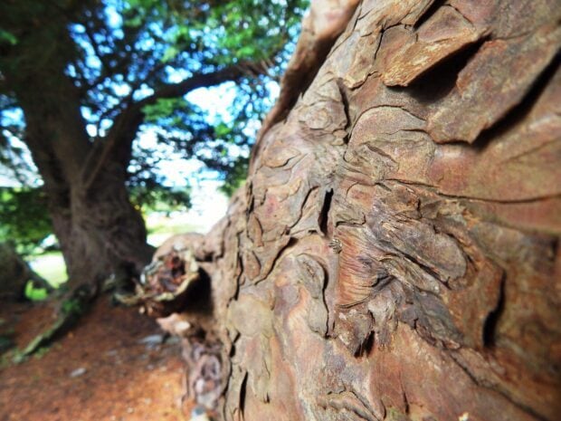 Close up of rough bark texture on a yew tree trunk in the forest