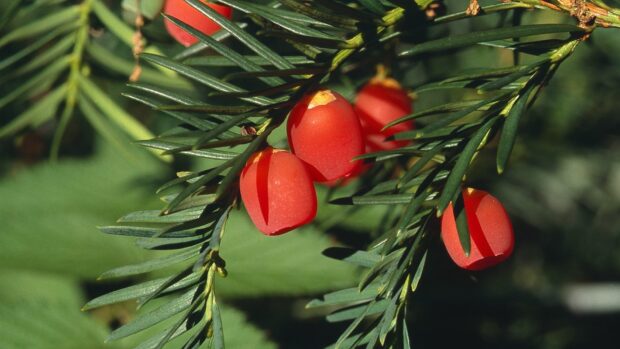 Close up of red yew tree berries on green needles in natural light