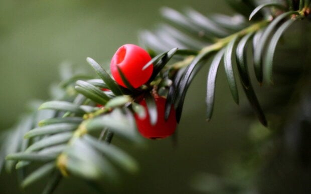 Close up of vibrant red yew tree berries among green leaves on a natural background