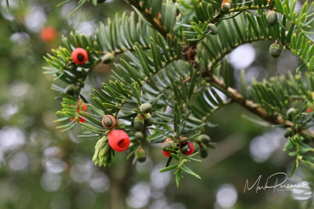Close up of yew tree branches with red berries and green leaves in natural setting