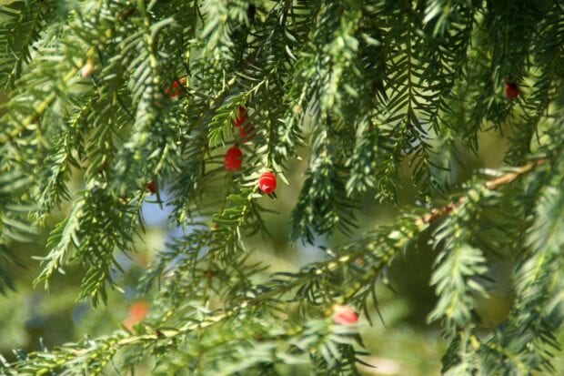 Close up of yew tree branches with red berries in natural light