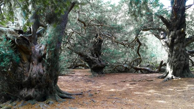 Ancient twisted yew tree trunks in a dense woodland area with fallen leaves on the ground