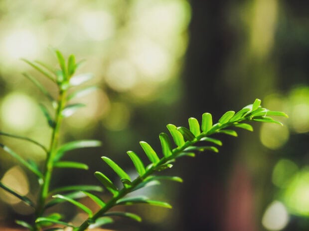 Close up of yew tree branch with green leaves in natural light