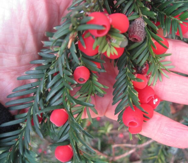 Close up of yew tree branches with red berries held in hand