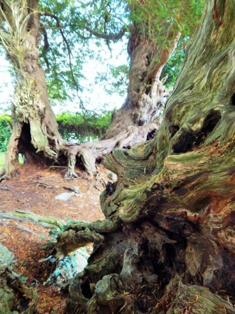 Close up of ancient yew tree trunk with twisted roots in forest environment