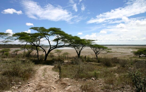 A scenic view of acacia tree in a dry landscape under a bright blue sky with scattered clouds