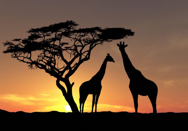 Silhouette of acacia tree with giraffes during sunset in the savannah landscape