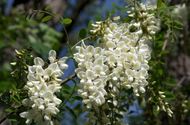 White acacia tree flowers blooming on green branches in natural sunlight
