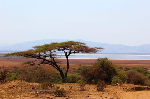 A solitary acacia tree standing in a dry landscape with distant mountains and clear sky