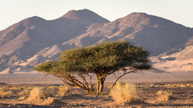 A solitary acacia tree stands in a dry desert landscape with mountains in the background