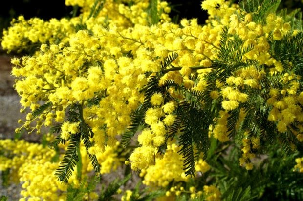Bright yellow acacia tree blossoms with detailed green leaves in natural sunlight