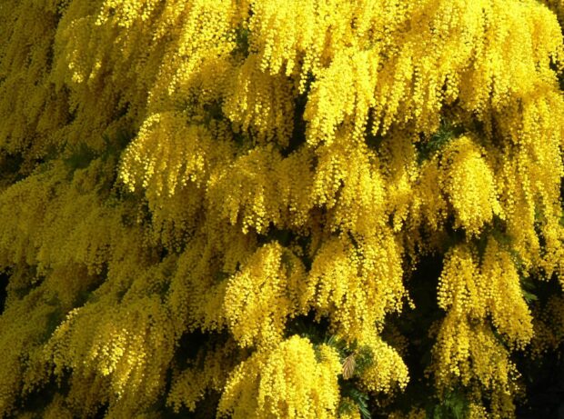 Bright yellow acacia tree flowers blooming in dense clusters on green foliage