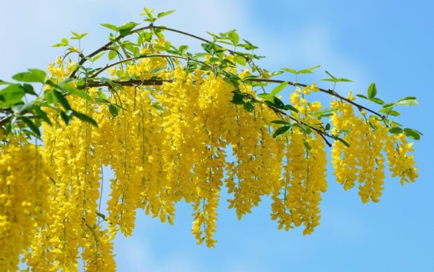 Bright yellow acacia tree flowers hanging from green branches against a clear blue sky