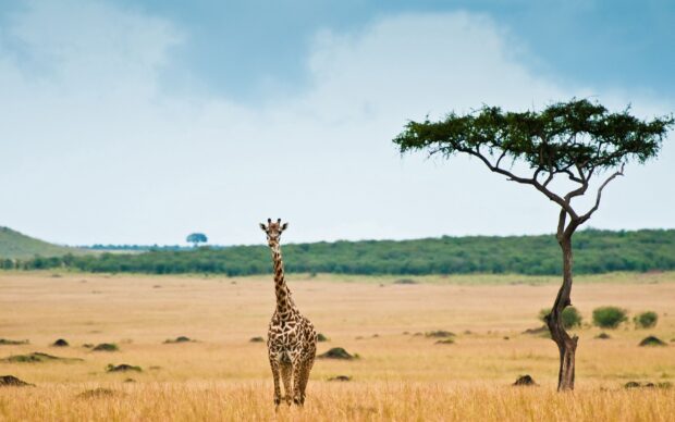 A lone acacia tree standing tall in a wide savannah with a giraffe nearby