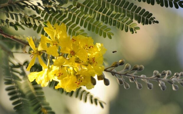 Close up of acacia tree flowers and leaves with a bee flying nearby