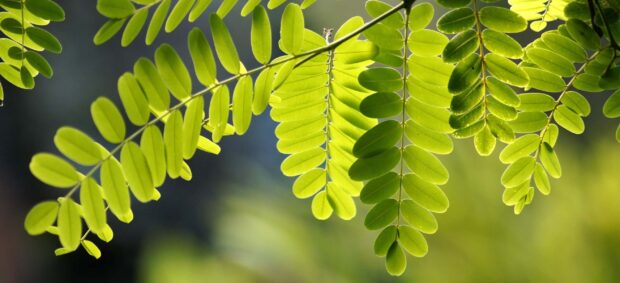 Close up of acacia tree leaves glowing in natural sunlight
