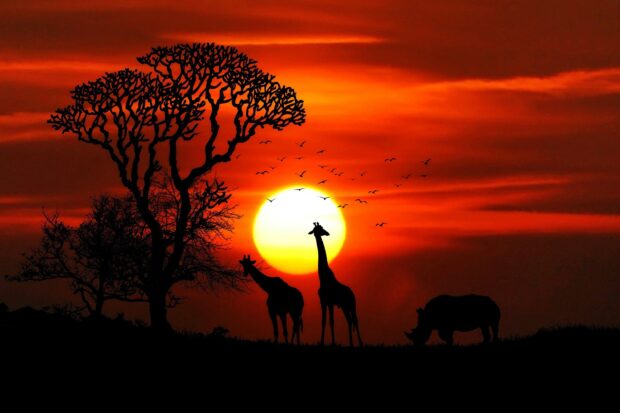 Silhouette of acacia tree and wildlife at sunset with birds flying across the orange sky