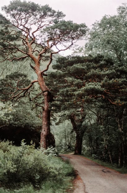 A tall acacia tree standing beside a winding forest path surrounded by lush greenery