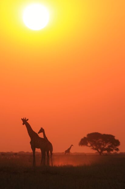 Two giraffes stand near an acacia tree during a bright sunset in the savannah