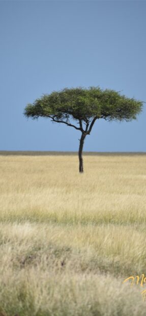A solitary acacia tree standing in the middle of a vast grassy field under a clear blue sky