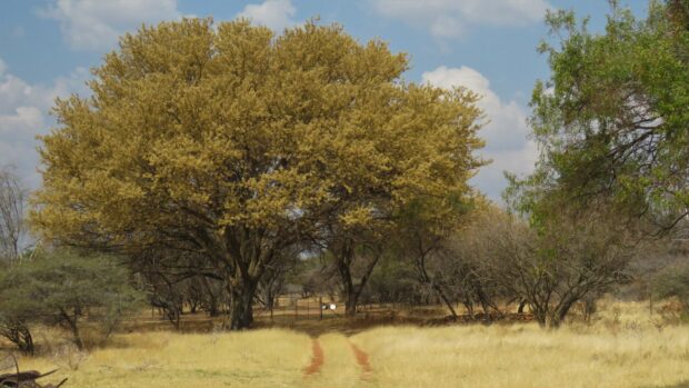 A large acacia tree stands beside a dirt path in a dry grassy savannah under a partly cloudy sky