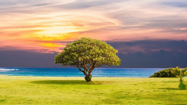 A solitary acacia tree standing on a grassy field near the ocean under a colorful sunset sky