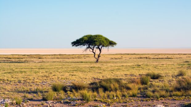 A solitary acacia tree stands in the vast open grassland under a clear blue sky