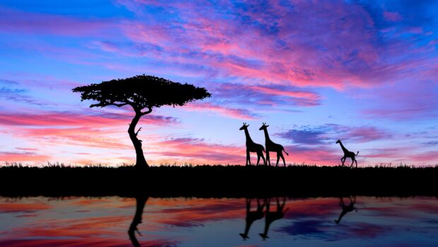 Silhouette of acacia tree with giraffes at sunset reflecting in water