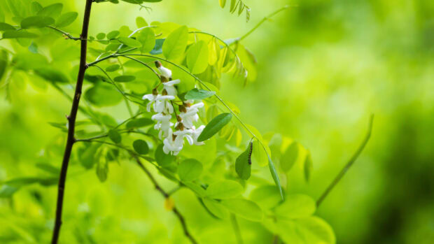 A close up of acacia tree with white flowers and green leaves in natural light