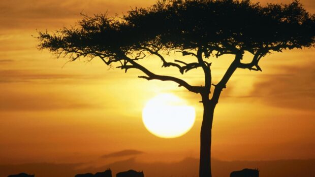 Silhouette of an acacia tree against a glowing sunset sky with wildlife in the background