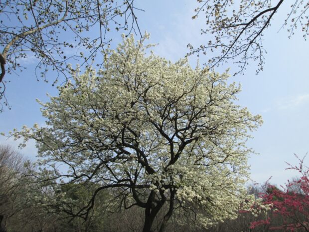 A blooming acacia tree with white flowers under a clear blue sky in spring