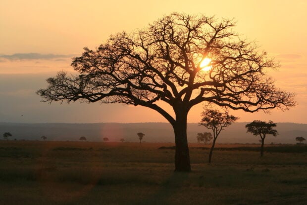 A large acacia tree with the sun setting behind it in an open field