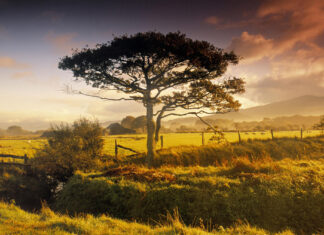 A lone acacia tree standing in a sunlit rural field with distant hills in the background