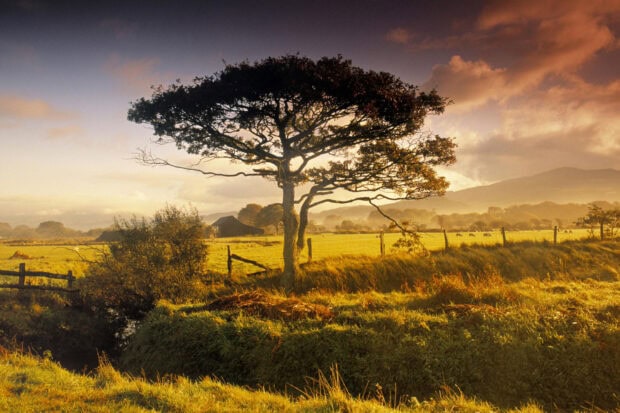 A lone acacia tree standing in a sunlit rural field with distant hills in the background