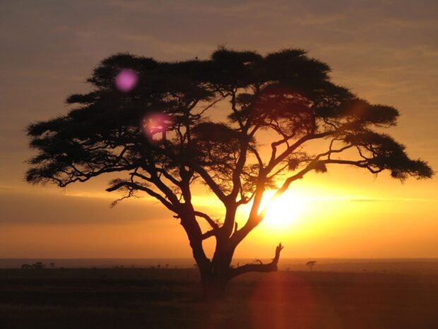 A lone acacia tree stands tall against a golden sunset sky in the savanna