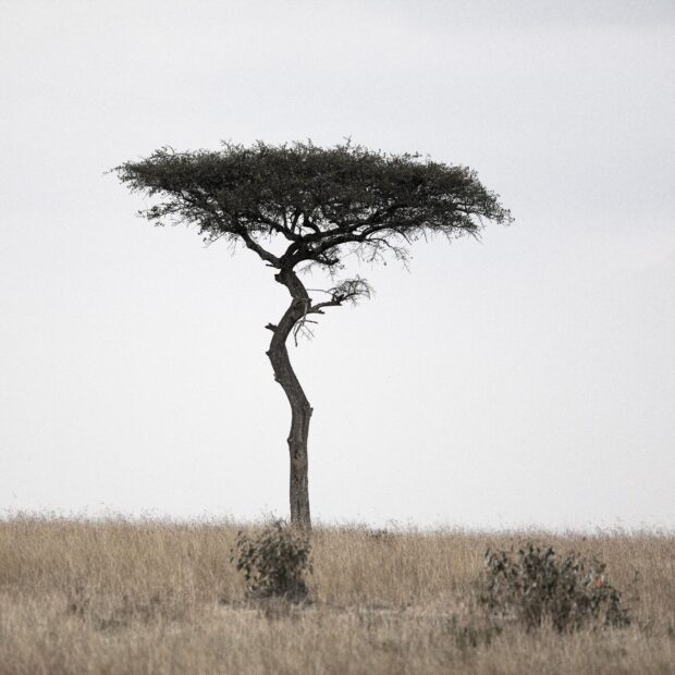 A lone acacia tree stands tall in a dry grassland under a cloudy sky