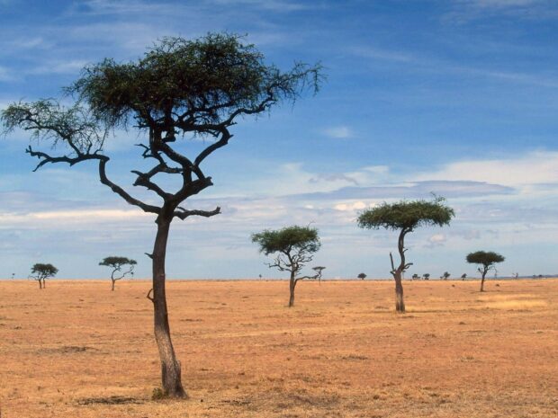 A lone acacia tree stands tall in a vast dry savanna landscape with other scattered trees under a blue sky