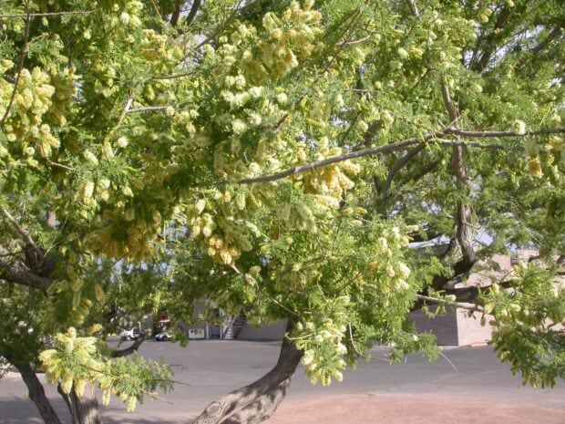 A blooming acacia tree with green leaves and yellow flowers in an urban setting