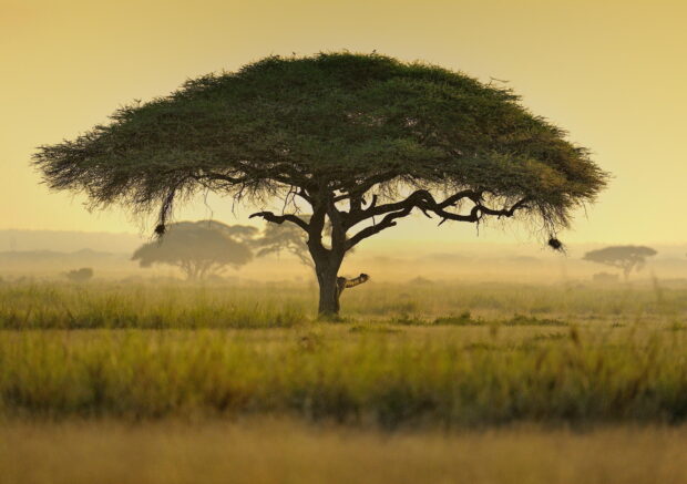 A majestic acacia tree standing alone in a vast grassy field during sunset