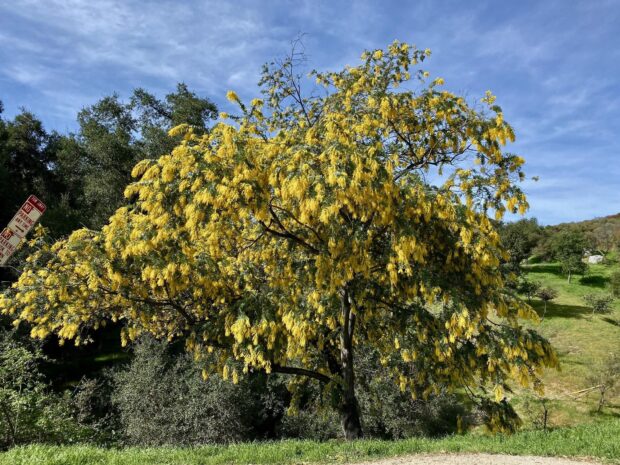 A vibrant acacia tree covered with yellow flowers under a blue sky in a green landscape