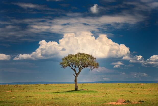 A lone acacia tree stands in the grassy plain under a cloudy sky