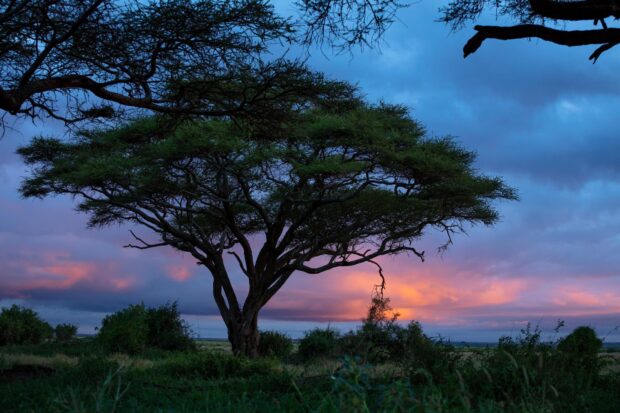 A majestic acacia tree standing tall against a colorful sunset sky in the savannah