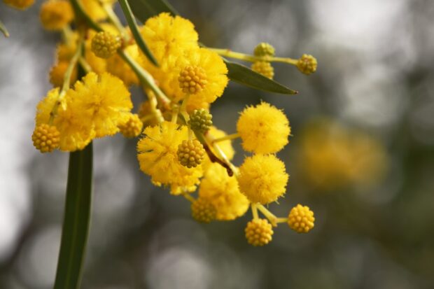 Close up of acacia tree flowers with bright yellow round blossoms and green leaves