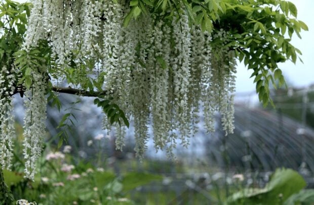 White acacia tree blossoms hanging gracefully among green leaves in a garden setting