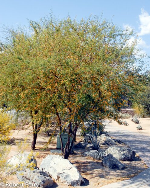 A large acacia tree with yellow flowers in a desert garden setting