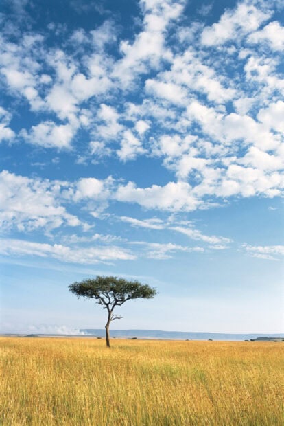 A lone acacia tree stands tall in a vast golden grassland under a bright blue sky