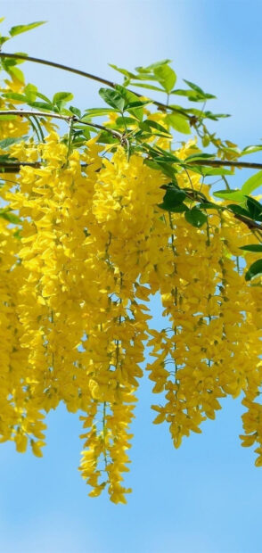 Bright yellow acacia tree flowers hanging with green leaves